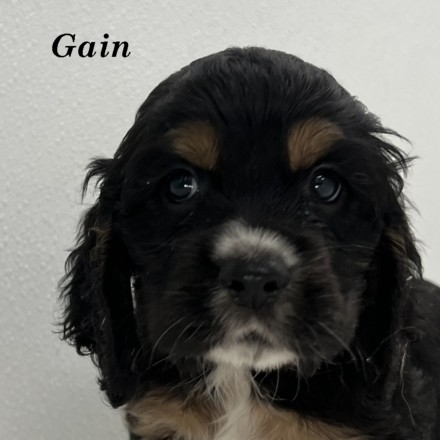 puppy, for, sale, Cocker Spaniel, Joe & Cherri  Overlease, dog, breeder, Miller, MO, dog-breeder, puppy-for-sale, forsale, nearby, find, puppyfind, locator, puppylocator, aca